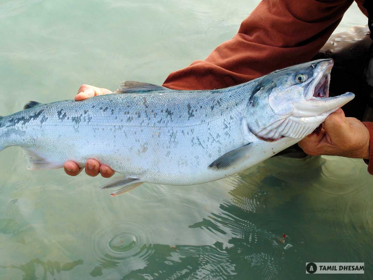 Salmon Fish In Tamil | சால்மன் மீன் பயன்கள் 2 சால்மன் மீன் பயன்கள் | Salmon Fish In Tamil