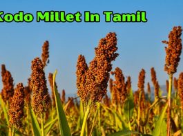 Kodo Millet In Tamil | வரகு அரிசி