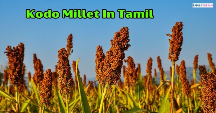Kodo Millet In Tamil | வரகு அரிசி